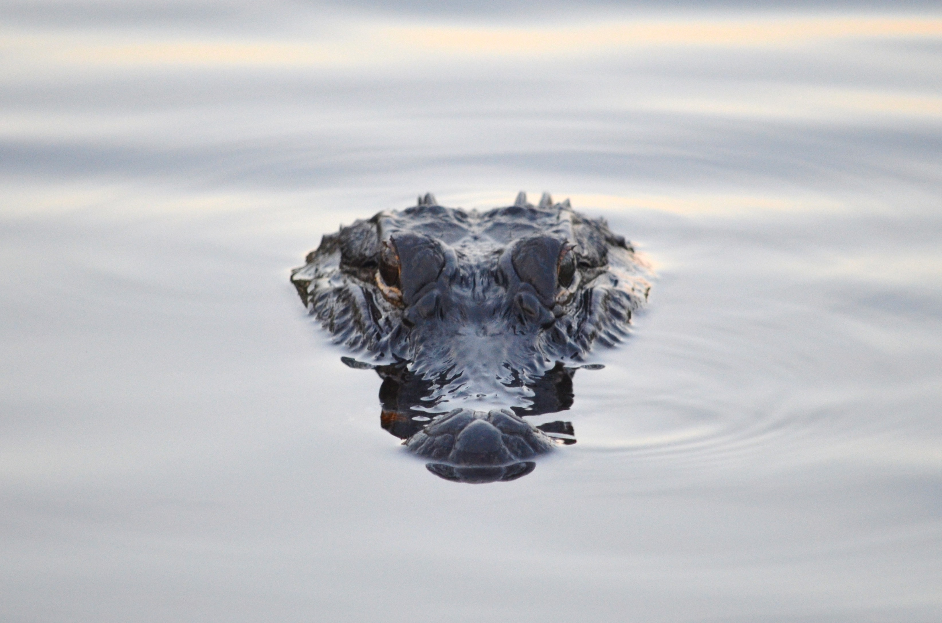 Alligator in the water in Florida bayou.