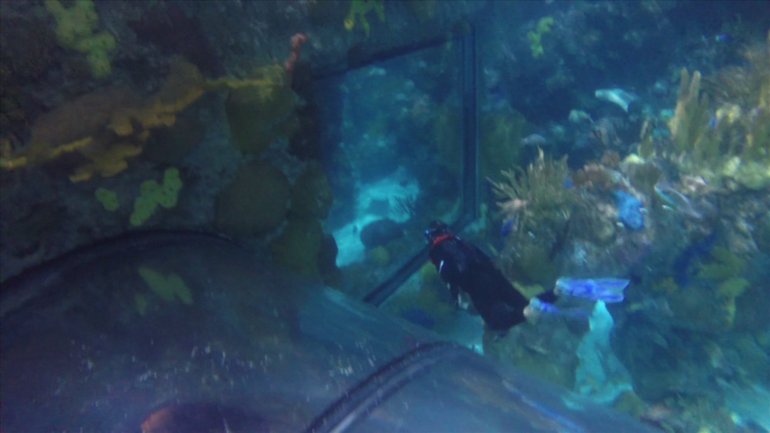 Diving beneath the surface