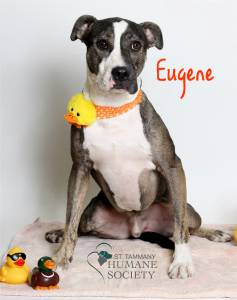 Eugene