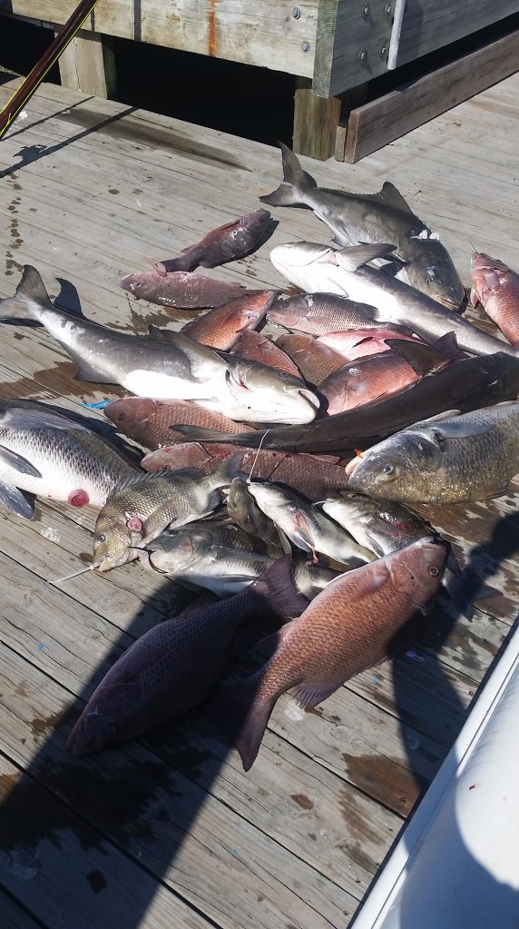 Mangrove Snapper, Cobia, Red Snapper