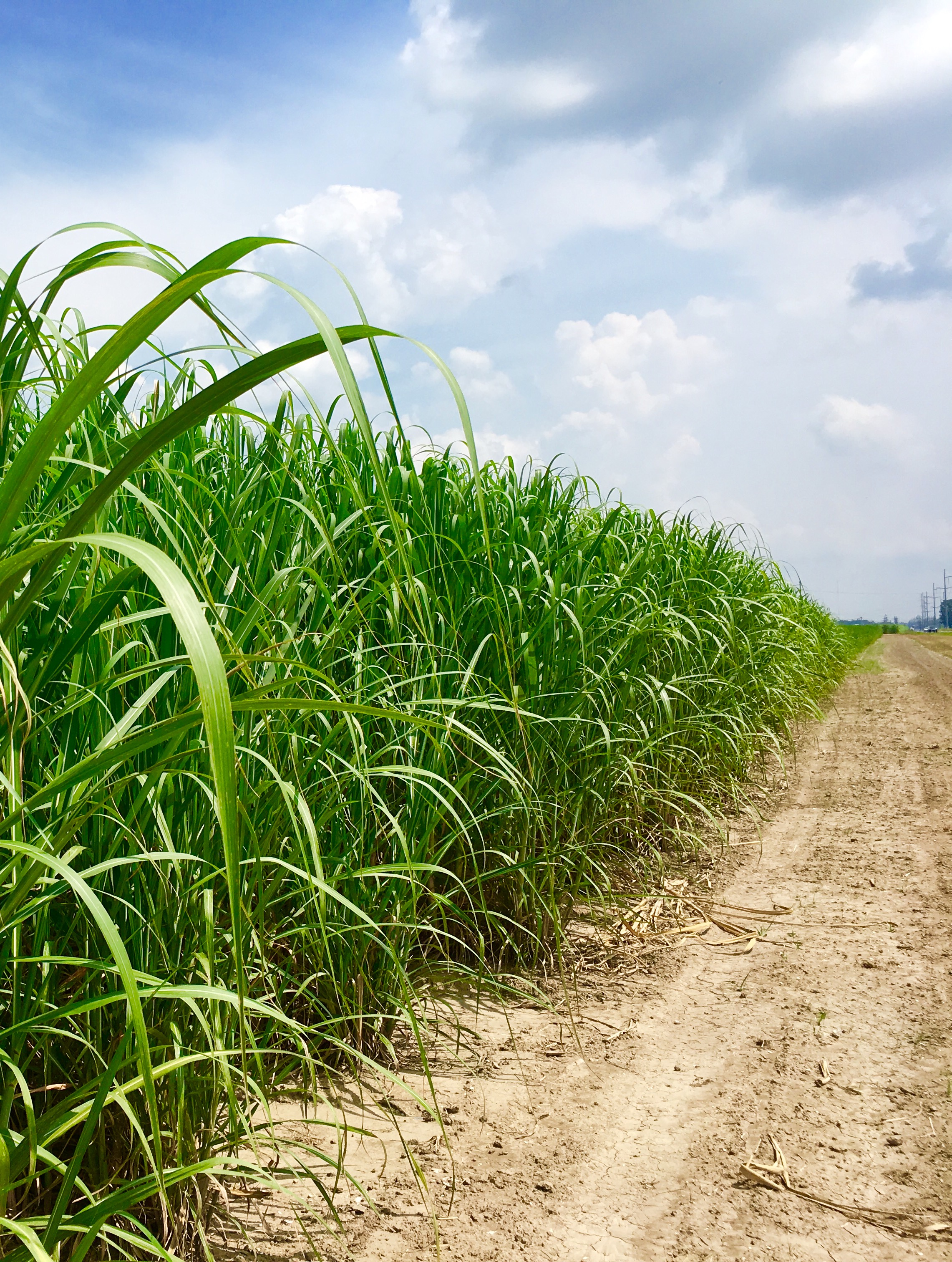 Sugarcane is where it all begins.