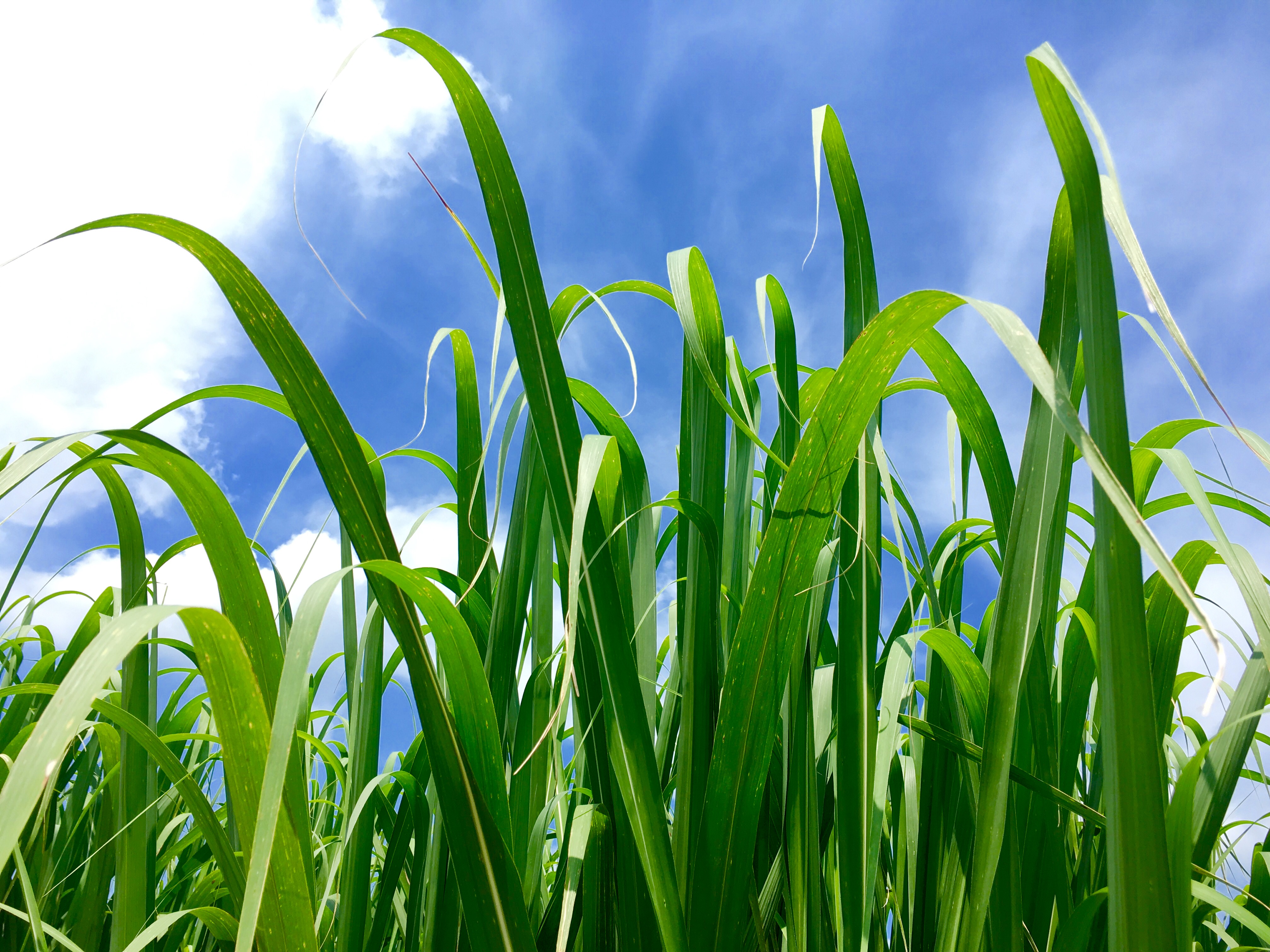 You'll see rows and rows of sugarcane as you drive to Donner-Peltier Distillers in Thibodaux.