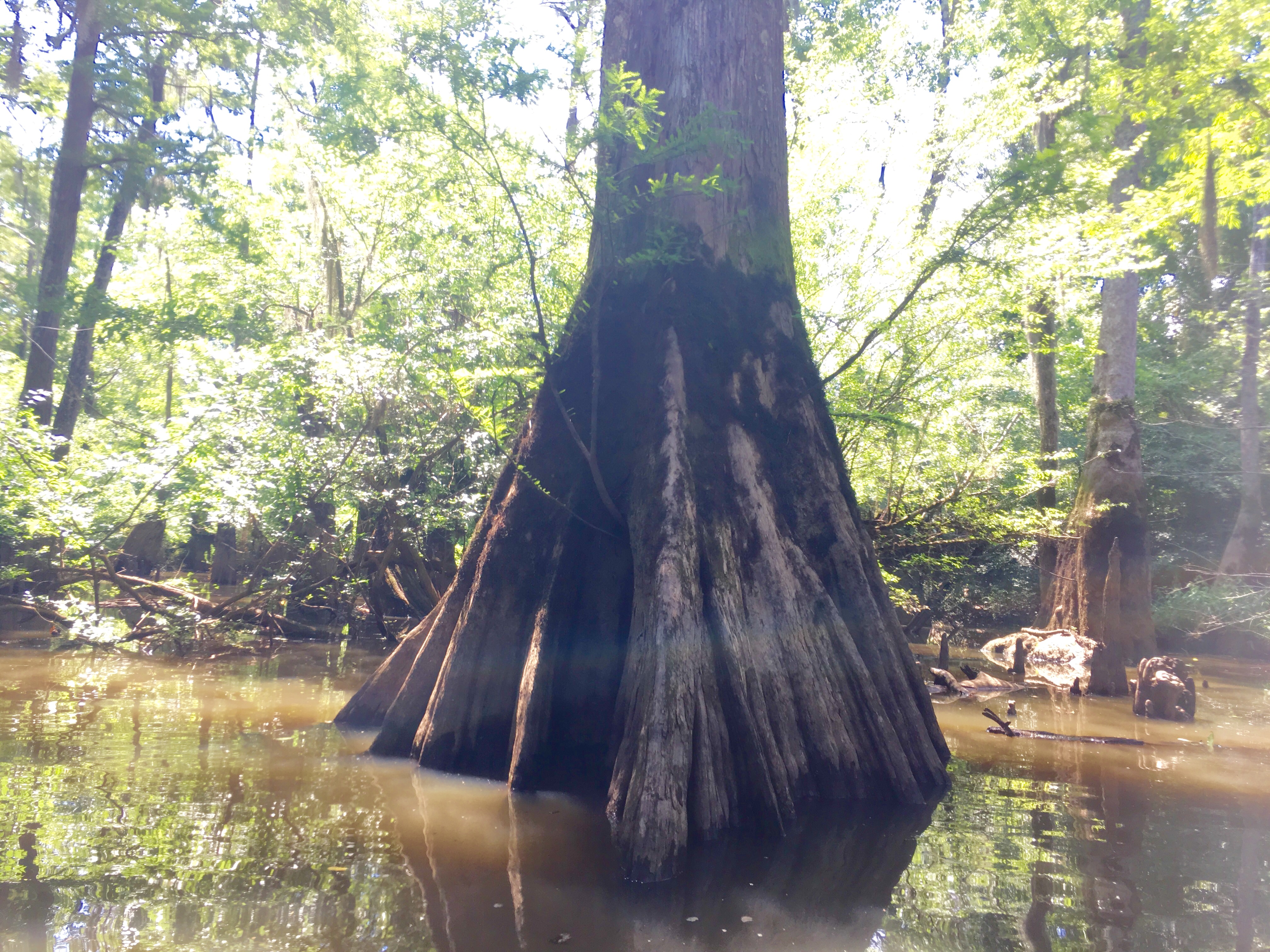 It's a parade of cypress trees, but landscape like this is endangered.