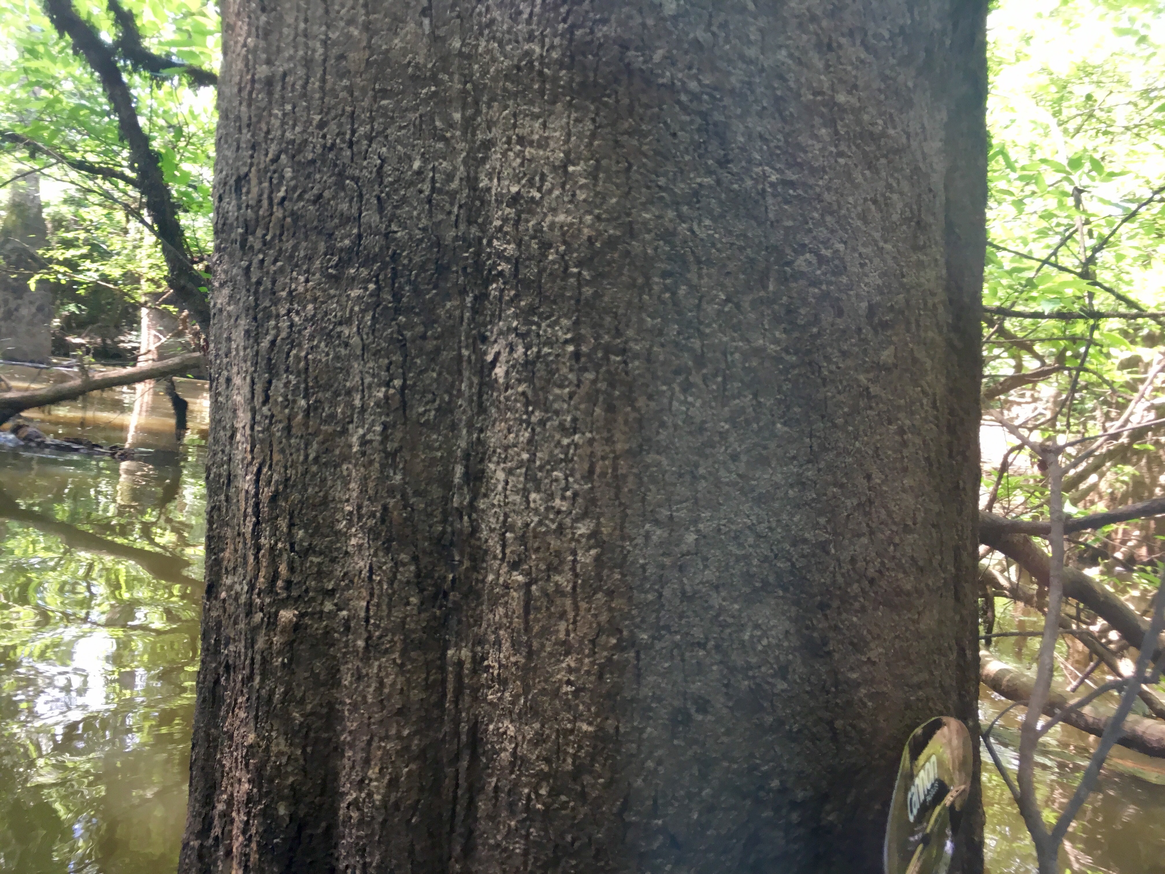 Tupelo tree standing in the swamp.