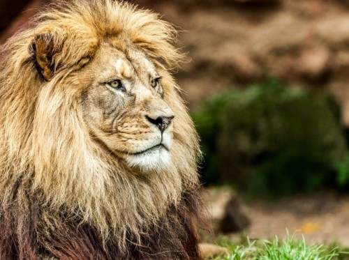 Photo courtesy Audubon Zoo