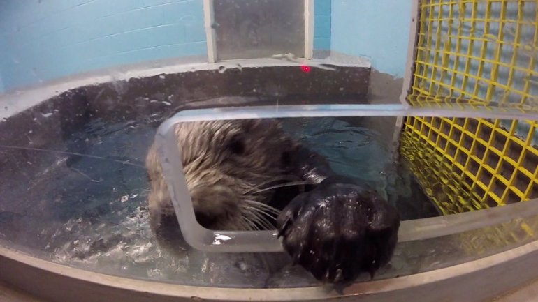 Sea Otter GoPro