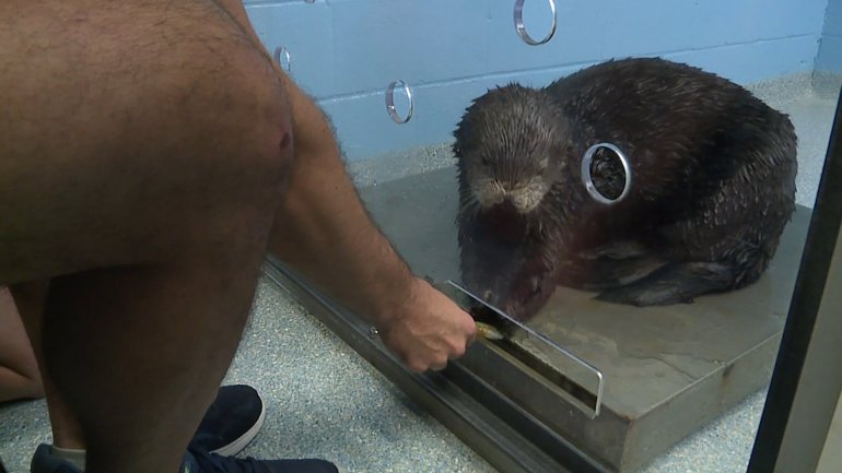 Sea Otter Interaction