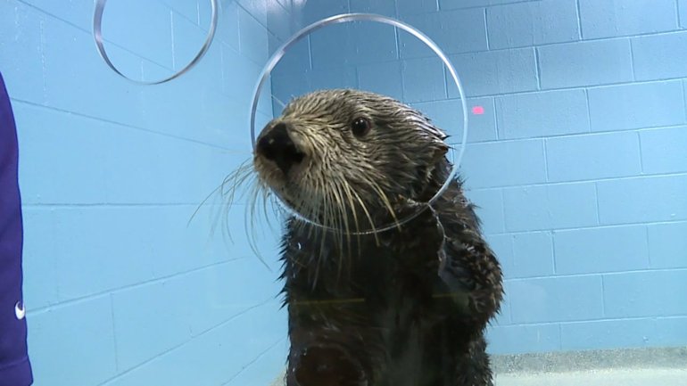 Sea Otter Behind the Scenes