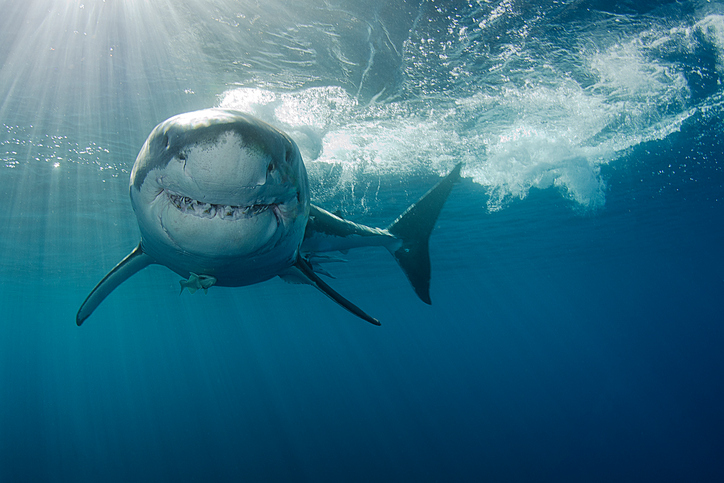 Smiling Great white shark