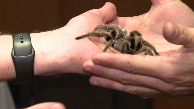 spider-in-hand