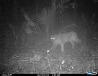 This cougar was spotted in northeast Louisiana on Nov. 23, 2016. (Courtesy: LDWF)