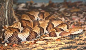 Copperhead