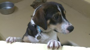 Huntsville Animal Services achieved a record live release rate for the month of October. (Christine Killimayer, WHNT News 19)