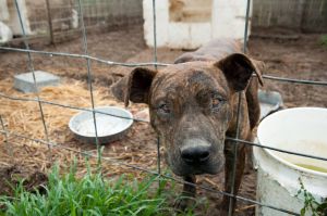 One of the dogs seized from the Lawrence County Animal Shelter (Photo: ASPCA)