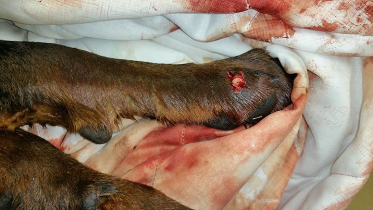 A picture of Millie's injured paw after she was brought to the emergency veterinarian (Photo: Facebook)