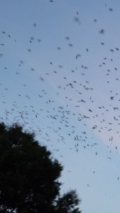 Purple martins in flight.