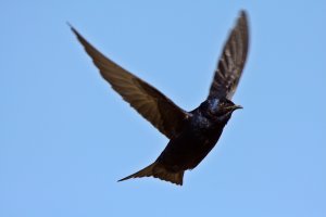 Purple Martin in flight