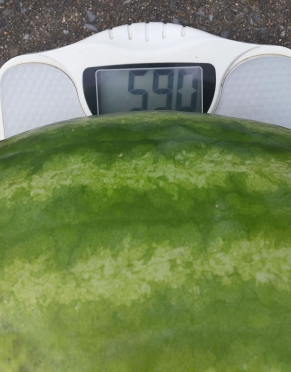 The "Truck Buster" watermelon tipped the scale at 59 pounds! (Photo: James Barrentine)