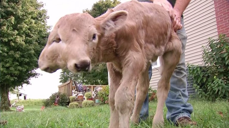 "Lucky" was born on a farm near Campbellsville, Kentucky.
