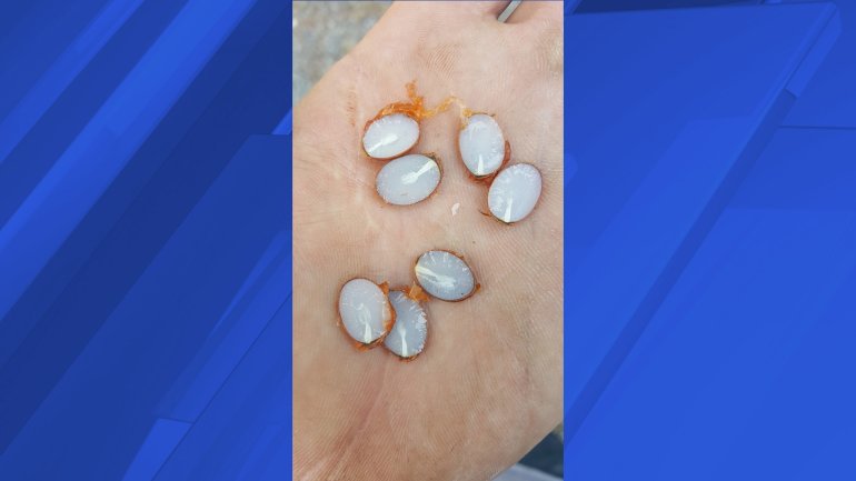 Persimmon seeds cut open in DeKalb County (Photo: Thann Owens)
