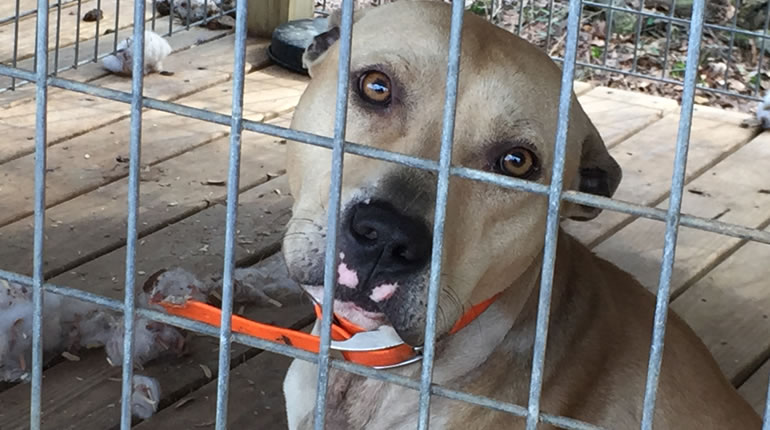 One of the dogs seized from the abandoned home in Washington County, AL (Photo: WKRG)