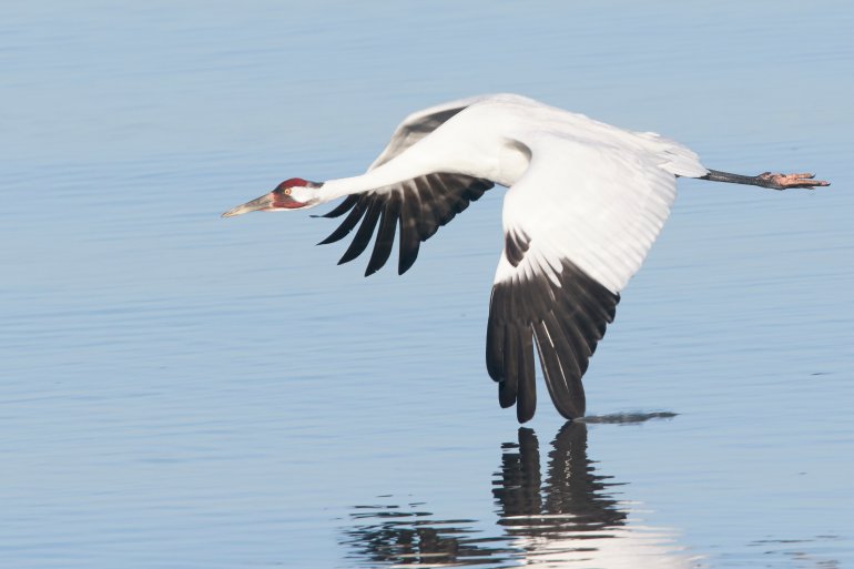 A whooping crane flying over water