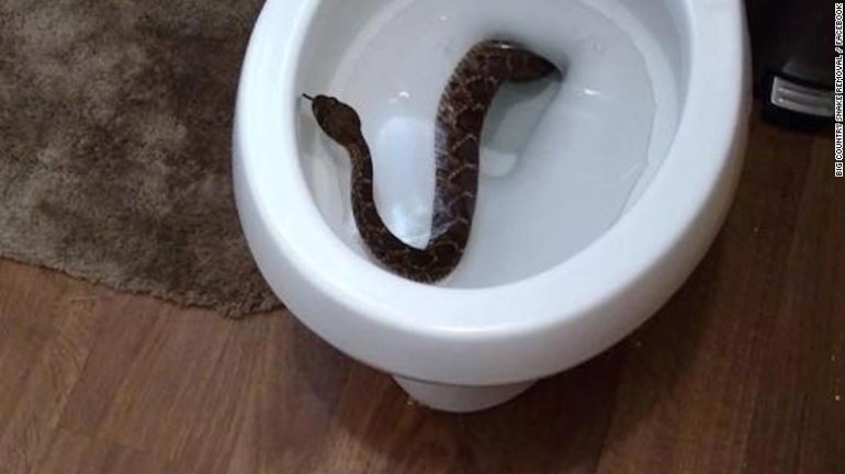 Snake removal company finds 24 critters at residence in Texas.