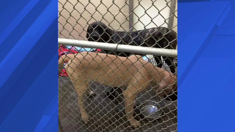 The young English mastiffs that killed a 5-year-old boy in Clarksville Thursday have been placed in the custody of Montgomery County Animal Control