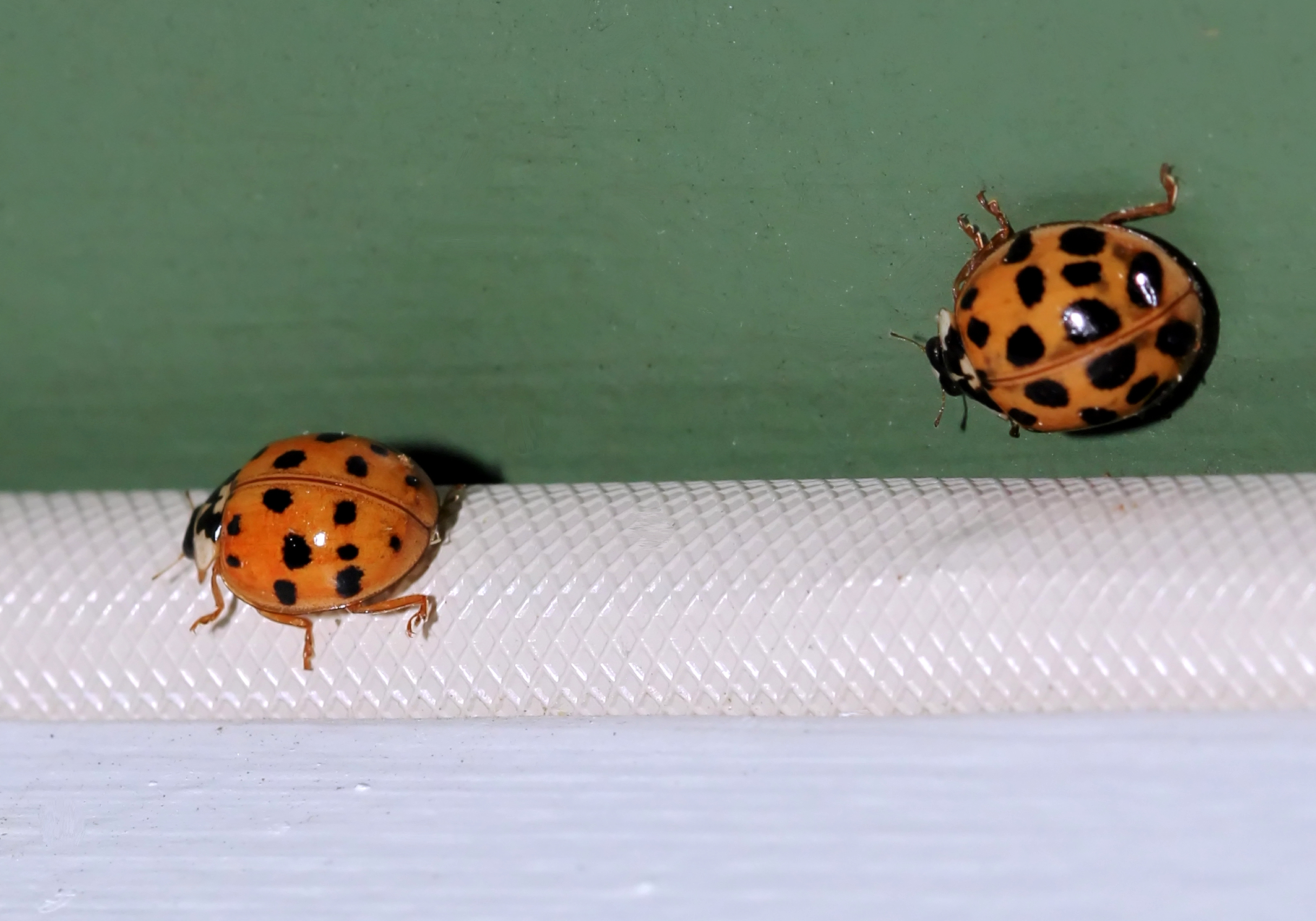 Beetles that look like ladybugs are swarming in some eastern states. And  they can bite. 