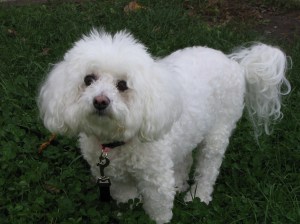 Police say a Bichon Frise, like the one pictured here, died after being slammed to the floor during a domestic disturbance
