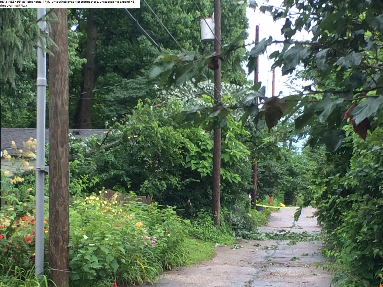 Trees toppled near park ave July 13th