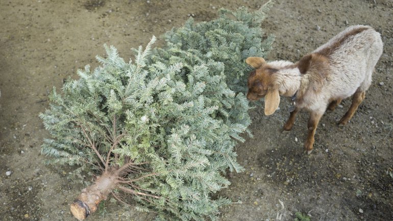 For the second year, City Grazing is inviting residents to feed their old Christmas trees to goats. It's an environmental alternative to leaving trees on the curb or burning them.