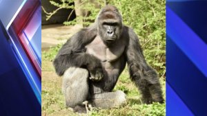 The Cincinnati Zoo shot and killed a western lowland gorilla on Saturday (May 28, 2016) after a 4-year-old boy slipped into the animal's enclosure. (File photo of Harambe, the gorilla killed)