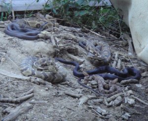 Photo of 8 snakes near Tony Moore's property. Picture courtesy of Pauline Caldwell via Tony Moore.