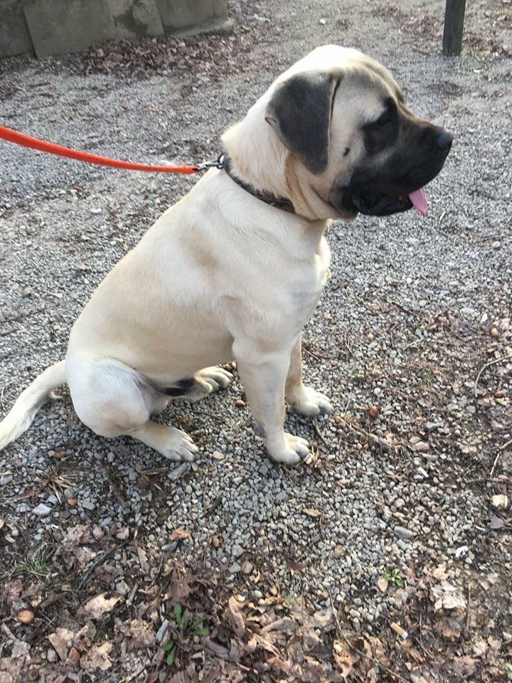 Shaved shops english mastiff