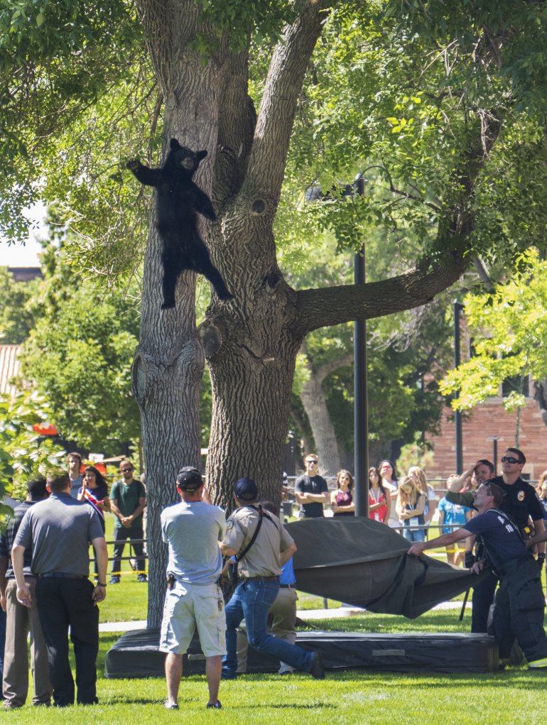 A bear that wandered on to the campus of  University of Colorado, Boulder falls from a tree after being tranquilized by park officials. The bear was recovered and released back into the woods.