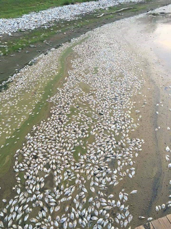 Photo of dead fish at Point Lake Apartments in Greensburg.