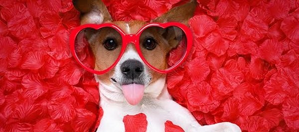 Monster Jam, underwear-clad fun run, Valentine's pet portraits and more!  Here's what's happening in and around Indy this weekend