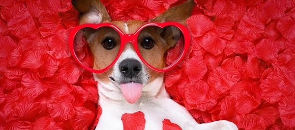 Monster Jam, underwear-clad fun run, Valentine's pet portraits and