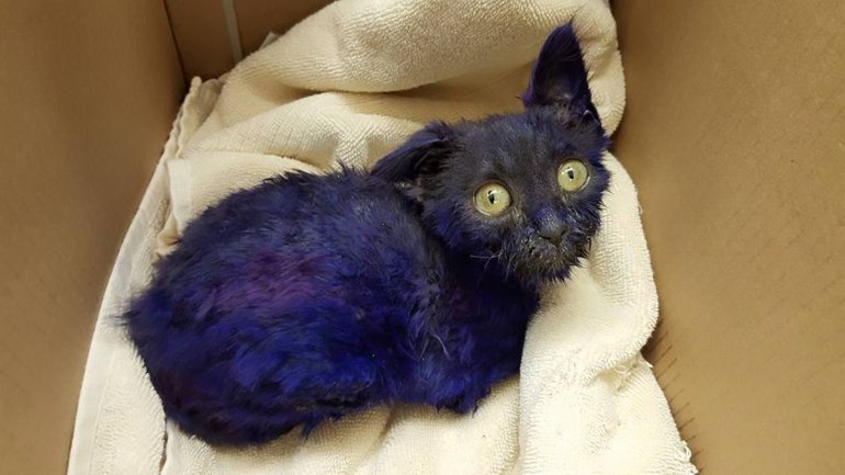 A kitten that was dyed purple and may have been used as a dog's "chew toy" is on the mend after receiving care in a California animal rescue shelter.