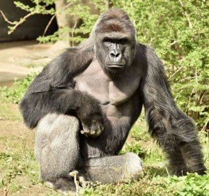 The Cincinnati Zoo shot and killed a western lowland gorilla on Saturday (May 28, 2016) after a 4-year-old boy slipped into the animal's enclosure. (File photo of Harambe, the gorilla killed) Credit:Cincinnati Zoo