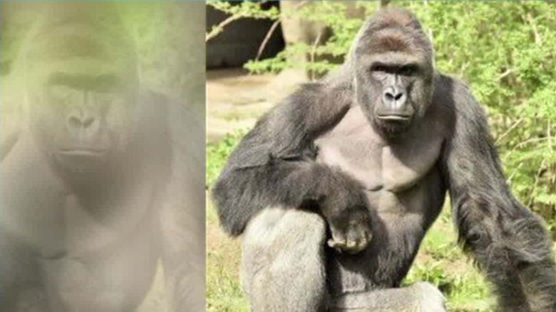 Harambe