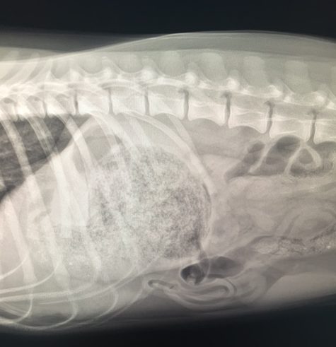 The six-month-old puppy swallowed Gorilla Glue