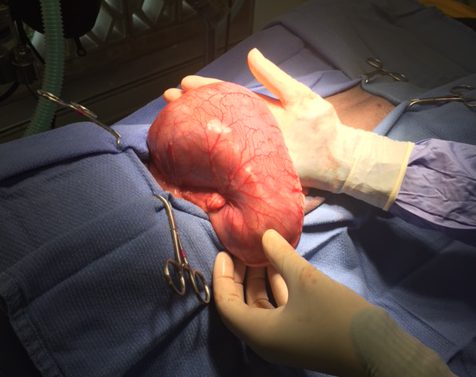 Vet was able to remove the glue from the dog's stomach