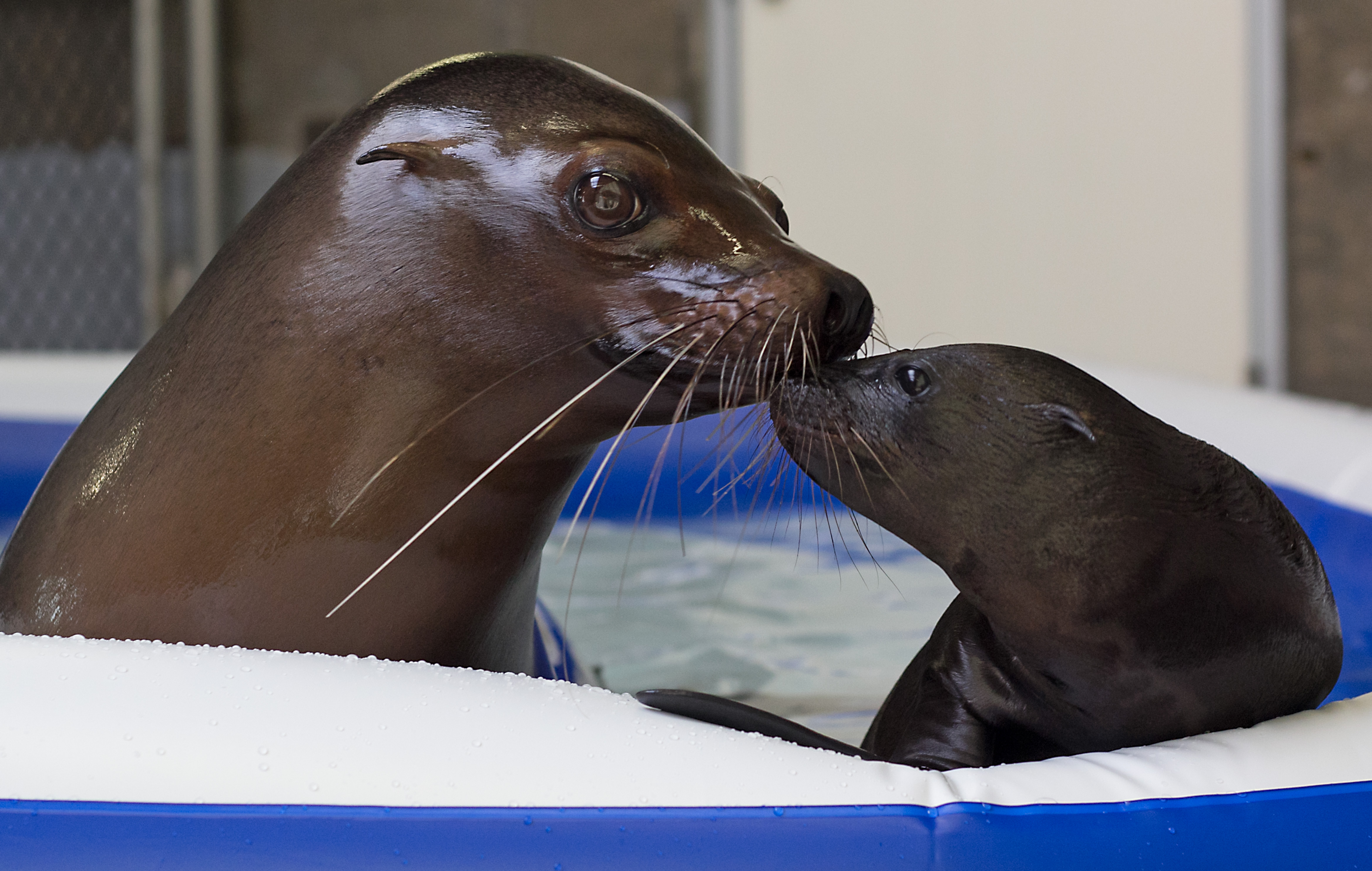 Pearl and pup OKC Zoo by GL - 7 16