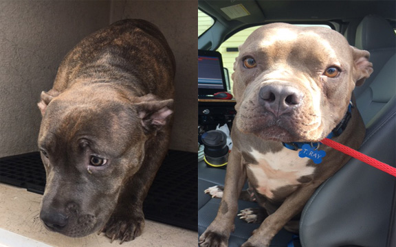 Dogs found inside home where police believe murder suspect was staying.
