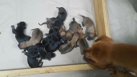 bloodhound puppies, DOC