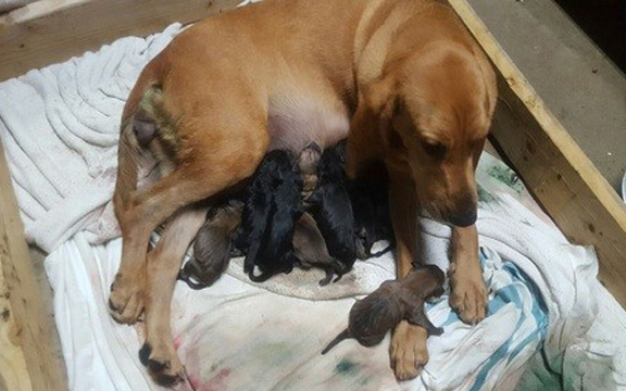 12 bloodhound puppies, DOC