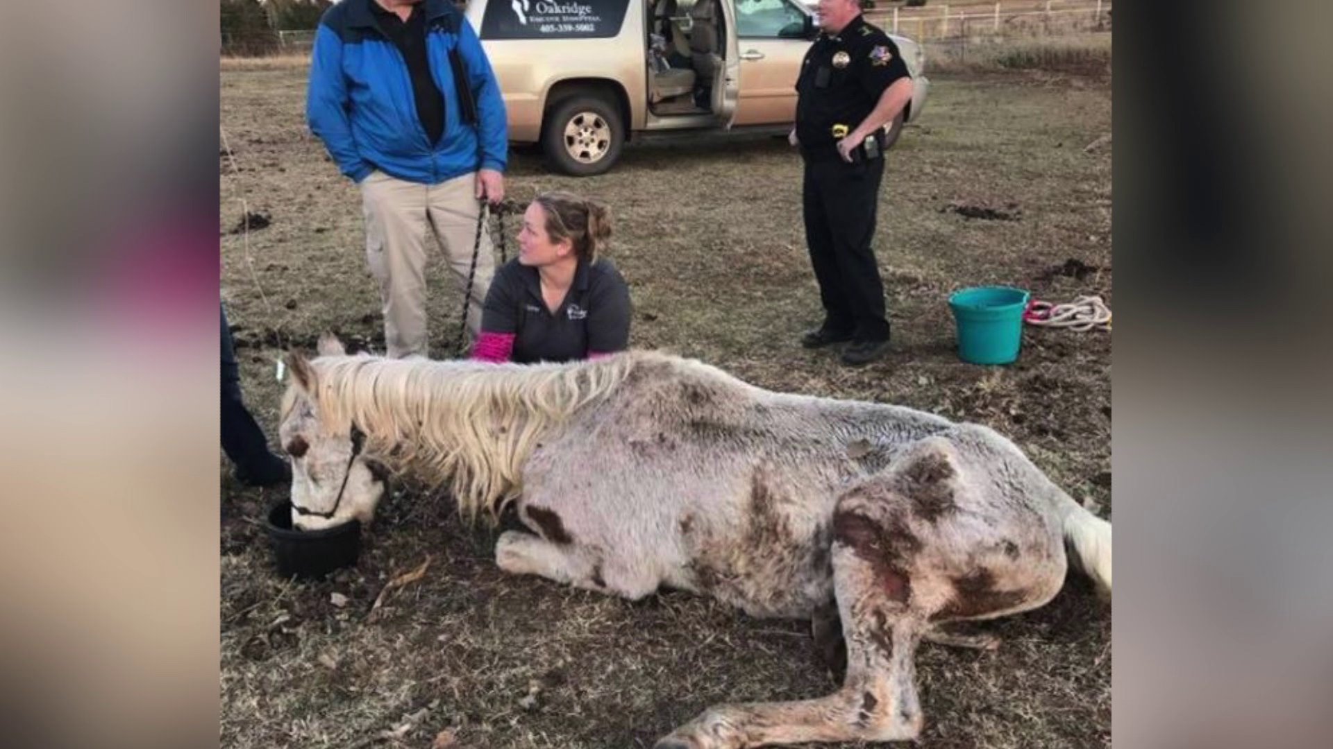 Five horses were seized from a Logan County property. One of the horses was so weak he couldn’t even stand and ended up having to be euthanized. (pictured) - Picture Courtesy: Blaze's Tribute Equine Rescue