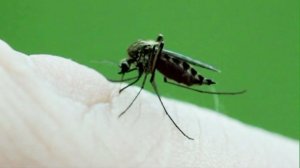 filephoto Mosquito West Nile Virus